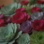 Elevating Your Wedding with Beautiful Succulent Arangements