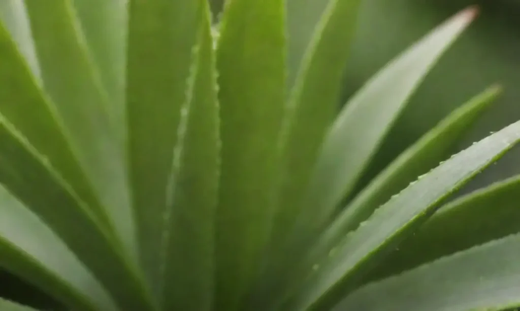 Aloe vera benefits presented with soothing visuals and instructions