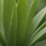 How to Make a Soothing Aloe Vera Gel for Skin Irritation