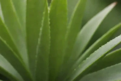 Aloe vera benefits presented with soothing visuals and instructions