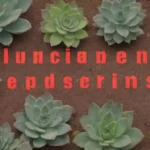 Documenting Endangered Succulent Species: Research and Methods