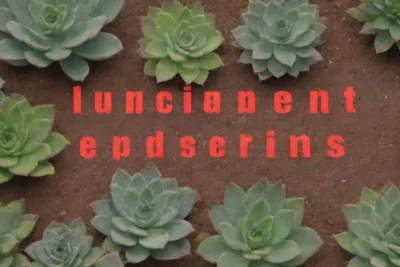 A visually rich resource on succulents and endangered species combines illustrations