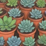 Using Mycorrhizae to Enhance Fertilizer Efficiency in Succulents