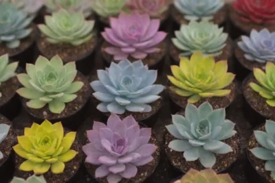 A vibrant collage of succulents