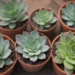 Interactive Online Forums for Connecting with Succulent Lovers