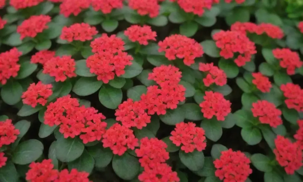 Colorful Kalanchoe flowers and care tips for thriving indoor plants