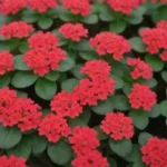 The Essential Guide to Kalanchoe: Stunning Varieties and Care