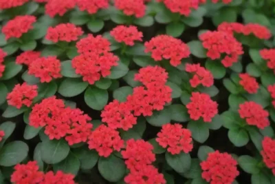 Colorful Kalanchoe flowers and care tips for thriving indoor plants