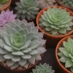 Spotlight on Popular Succulent Clubs Across the Country