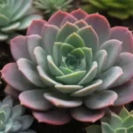 The Role of Succulents in Natural Healers’ Practices