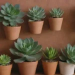 How to Tell If Your Succulents Are Overwatered or Just Sad