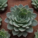 The Ultimate Guide to Detecting Rare Succulent Species Quickly