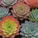 Exploring Nutrient Deficiencies in Succulents and Their Solutions