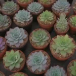 The Role of Social Media in Promoting Succulent Events