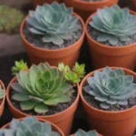 Best Practices for Potting Succulents in Non-Drainage Containers