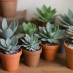 Personal Insights: My Experience with Succulent Subscriptions