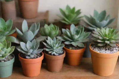 A vibrant subscription box offers colorful succulents