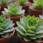 How to Revitalize Succulents Exposed to Too Much Humidity