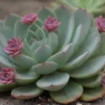 Creating Harmony Between Succulents and Local Wildlife in Gardens