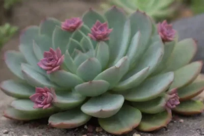 A vibrant garden ecosystem flourishes with colorful succulents and local wildlife