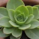 How to Create a Properly Draining Pot for Your Succulents