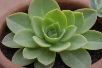 Succulent care guide with bright visuals