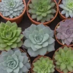 10 Types of Succulents That Need Very Little Watering