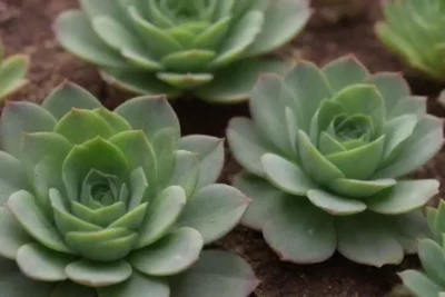 A visually engaging guide on vibrant succulents featuring care tips